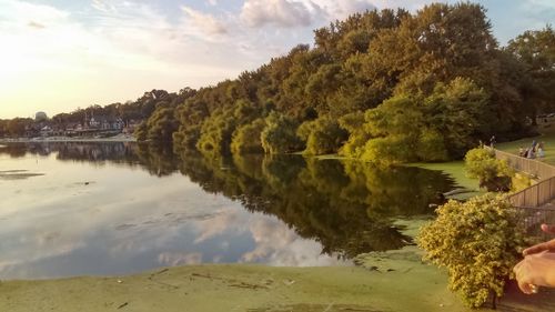 Reflection of trees in water