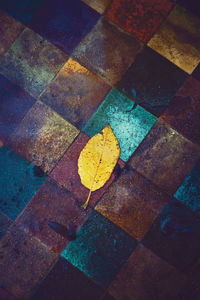 High angle view of wet leaves on street