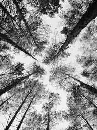 Low angle view of trees against sky