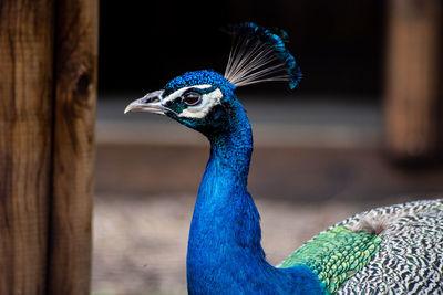 Close-up of peacock