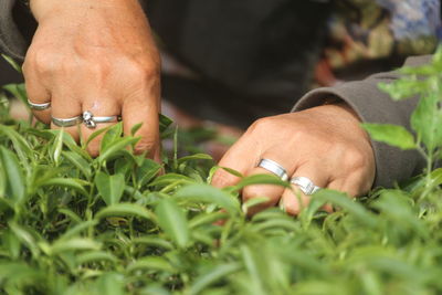 Hand-picked tea ensures the integrity of the tea leaves