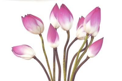 Close-up of pink orchids against white background