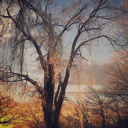 Bare tree against sky