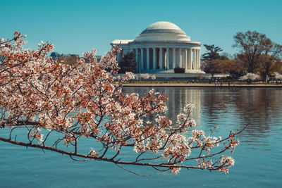 Blossom tree by tidal basin against jefferson memorial in city