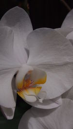 Close-up of white flower