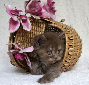 Close-up of kitten in basket