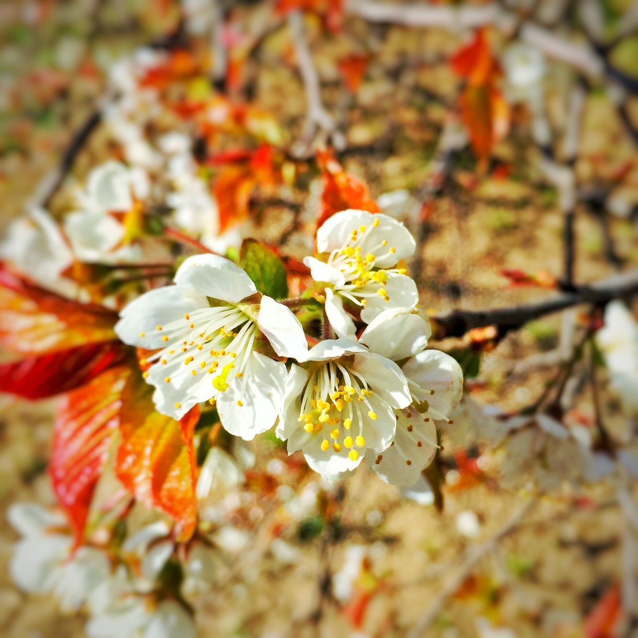 flower, freshness, fragility, growth, petal, focus on foreground, close-up, flower head, beauty in nature, white color, nature, blooming, blossom, in bloom, branch, season, twig, stamen, plant, springtime