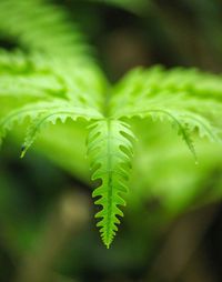 Close-up of fern leaf