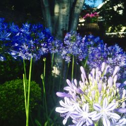 Close-up of purple flowers