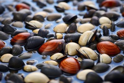 Full frame shot of seashells