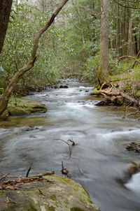 View of stream flowing in forest