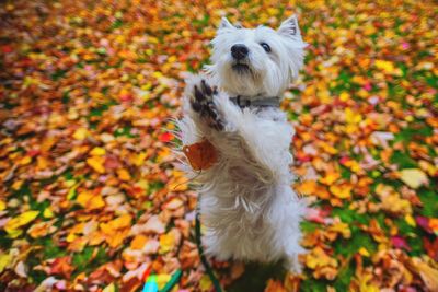 High angle view of west highland white terrier on autumn leaves