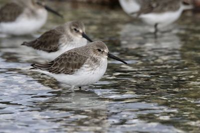 Close-up of shorebirds in ocean 