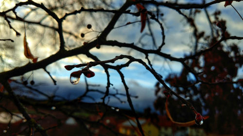 Close-up of water drops on branch