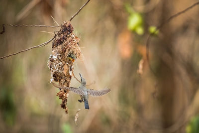 Close-up of hummingbird flying by bird nest