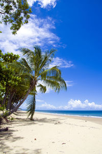 Palm trees on beach against sky