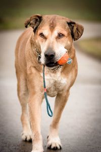 Close-up of dog carrying ball in mouth while walking on footpath