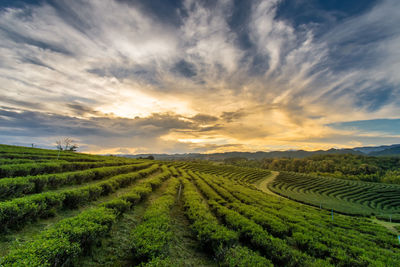 Scenic view of agricultural field against sky during sunset