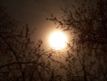 Low angle view of bare trees against sky