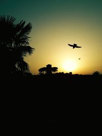 Silhouette of birds flying against sky during sunset