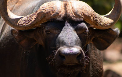 Close-up portrait of a horse