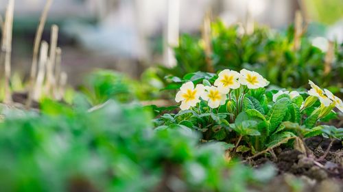 Close-up of yellow flowering plant on field
