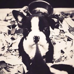 Close-up portrait of a dog