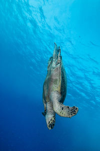 Turtle swimming in sea