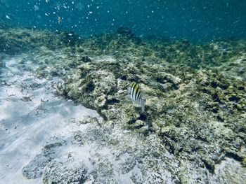 Fish swimming in sea