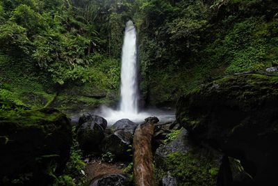 Scenic view of waterfall in forest