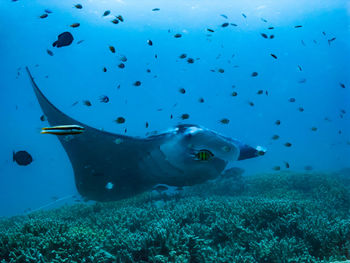 High angle view of fish swimming in sea