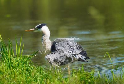 View of a bird in water