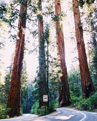 Trees in forest