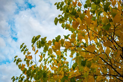 Low angle view of tree against sky