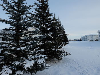 Snow covered trees