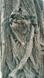 Full frame shot of tree trunk