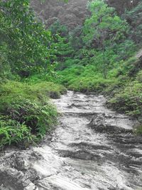 Scenic view of forest