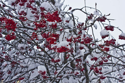 Low angle view of snow on tree during winter