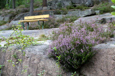 Close-up of flowers