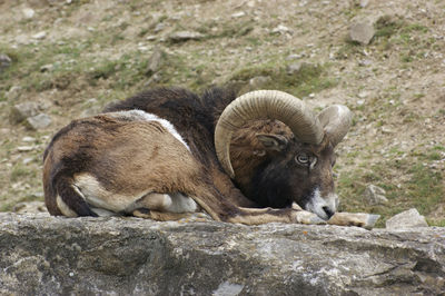 Lion relaxing on rock