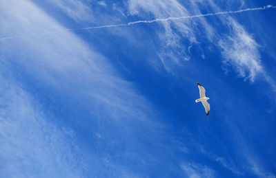 Seagull flying in the sky with airplane trace