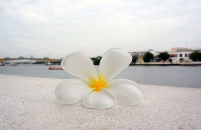 Close-up of white frangipani flower against sky