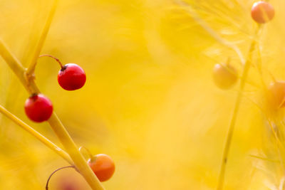 Close-up of hand holding yellow plant