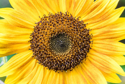 Close-up of sunflower blooming outdoors