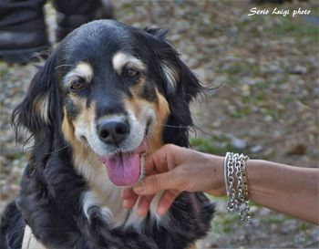 Close-up of hand holding dog