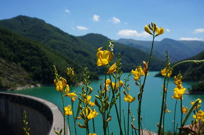 Close-up of yellow flowering plants by mountains against sky