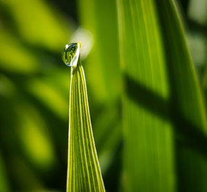 Close-up of wet plant