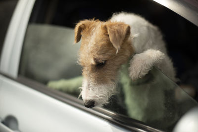 Dog looks out of car window. animal in transport. pet climbed out through window to outside.