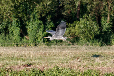 Seagull flying over a field