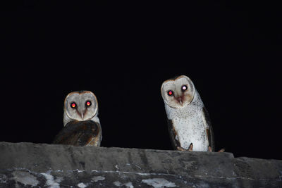 Owls perching on retaining wall against clear sky at night